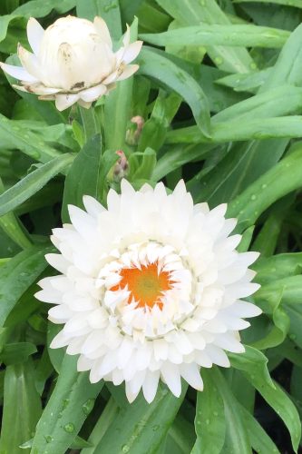 Bracteantha Granvia White