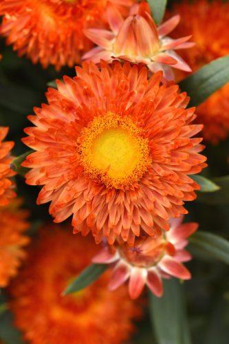 Mohave Orange Bracteantha
Color Code: 172c-157c
Selecta 2027, #44124
Bloom, Vegetative
07.10.25 West Chicago, Mark Widhalm
Job: 25787366
BRAC-44124.JPG
BRA25-33523.JPG
