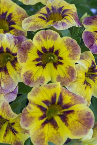 Calibrachoa Caliloco Tiger