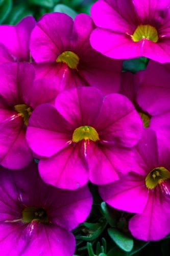 Calibracoa Calitastic Hot PInk