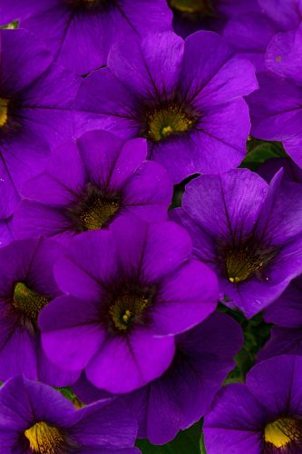 Calibracoa Calitastic Noble Blue