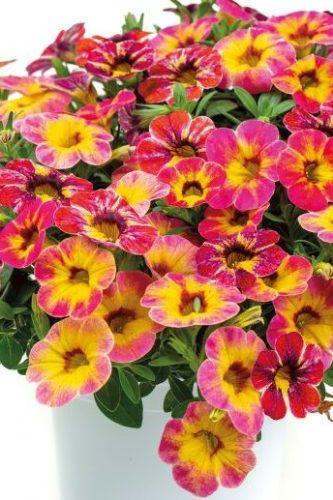 Calibracoa Chameleon Tart Deco