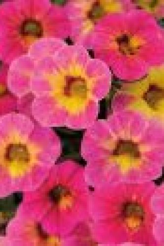 Calibracoa Chameleon Tart Deco (2)
