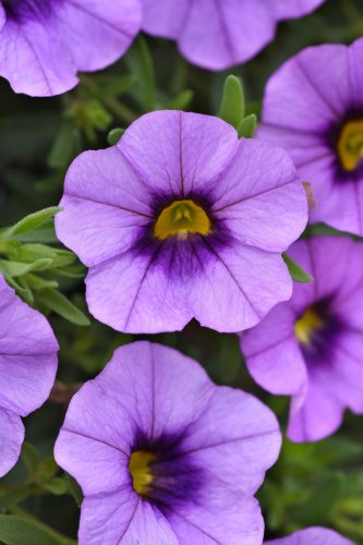 MiniFamous Neo Amethyst Flash Calibrachoa
Color Code: 2572c
Selecta 2027, #08A17
Bloom, Vegetative
07.10.25 West Chicago, Mark Widhalm
Job: 25787366
CAL-08A17.JPG
CAL25-33524.JPG