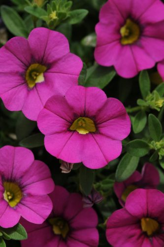 MiniFamous Neo Purple Calibrachoa
Color Code: 234c
Selecta 2020, #CAL-1127
Bloom, Vegetative
06.05.12 Arroyo Grande, Mark Widhalm
CAL-1127_02.JPG
CAL12-14064.JPG

MiniFamous Neo Purple 20 Calibrachoa
MiniFamous Neo Rose Calibrachoa
MiniFamous iGen Pink Calibrachoa