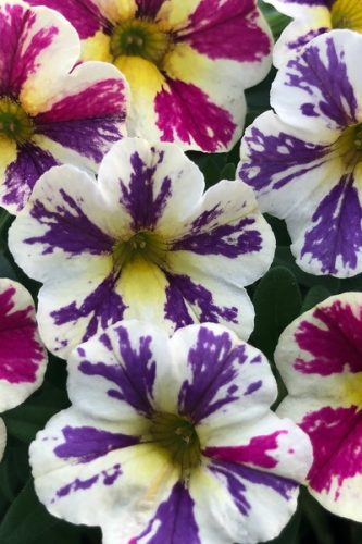 CalibracoasCandyShopBagofTrix