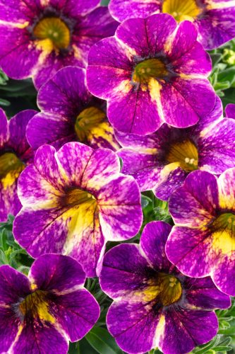 CalibracoasChameleonBlackberryPie