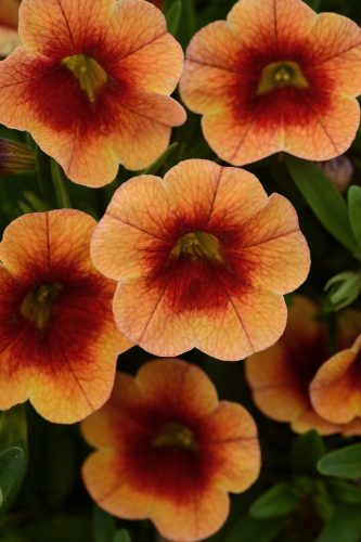 CalibracoasMinFamousNeoOrangeRedEye