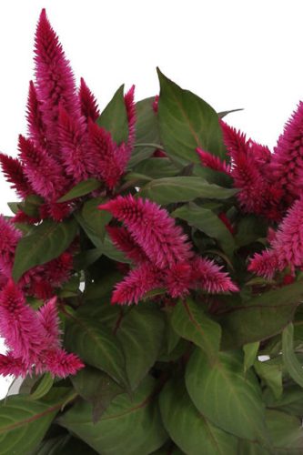 Célosie Kelos Atomic Neon Pink