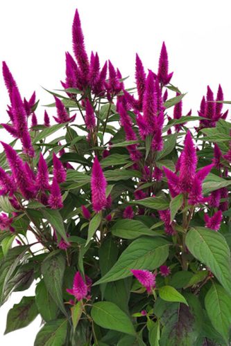 Célosie Kelos Atomic Rocket Purple