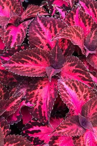 Coleus Kingswood Torch