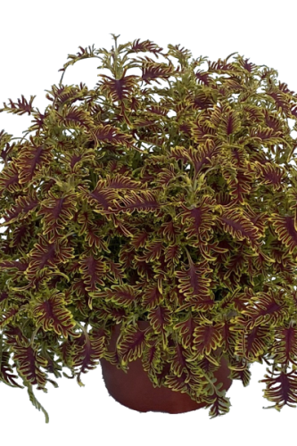 Coleus Skeletal