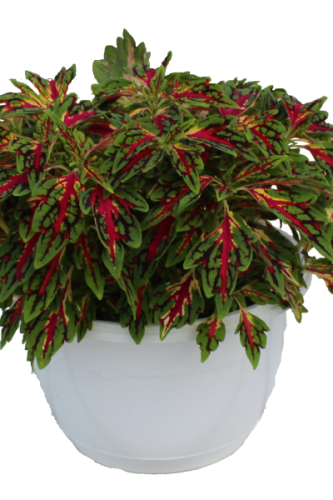 Coleus TerraScape All That Jazz