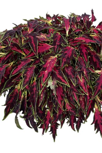 Coleus TerraScape 'All That Lava'