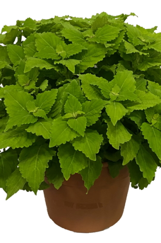 Coleus TerraScape Green Gecko