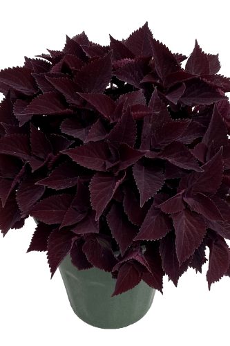 Coleus TerraScape 'Midnight Majesty'