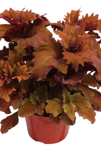 Coleus TerraScape Mojave Sunrise