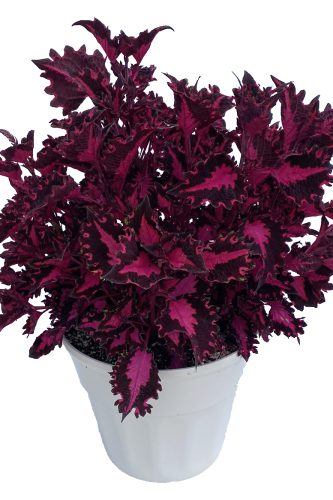 Coleus TerraScape 'Pink Ribbons'