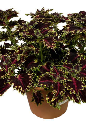 Coleus TerraScape Queen