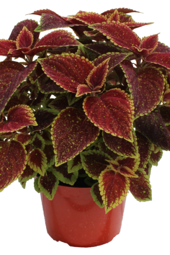 Coleus TerraScape Sangria Splash