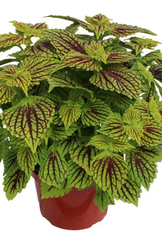 Coleus TerraScape Solar Fire