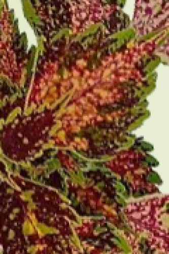 Coleus Terrascape Cosmic Confetti