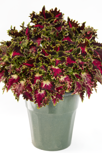 Coleus Terrascape Royal Delight