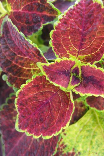 ColeusDiptInWine