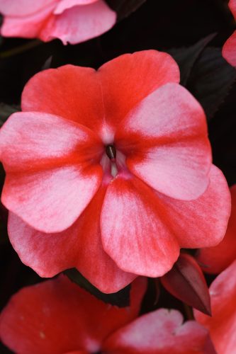 ColorPowerWhiteRedFlame