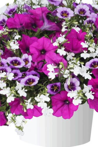 Combo Durabella Amethyst Infusion