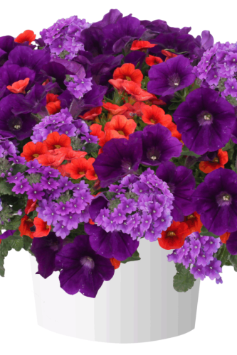 Combo Durabella Birds of Paradise