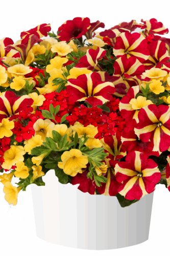 Combo Durabella Fire Queen