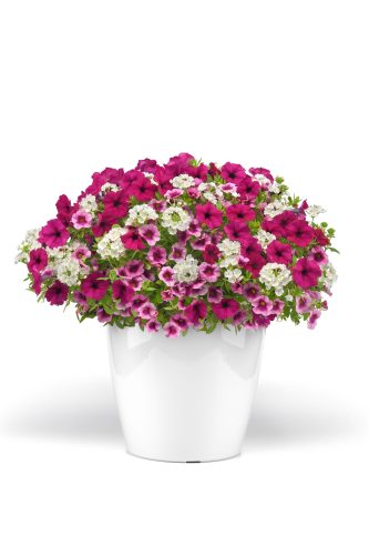 Rose Colored Glasses Trixi Mixed Container
MiniFamous Neo Rose Flash Calibrachoa
Starlet Burgundy Petunia
Blues White Verbena
Selecta 2027, #25-SEL-TRX-HB-TEST-SEL-089
Pot On Sweep, Vegetative
07.02.25 West Chicago, Mark Widhalm
Job: 25787366
Combo04_CP-1.JPG
MIX25-33562_CP_AL_CC.JPG