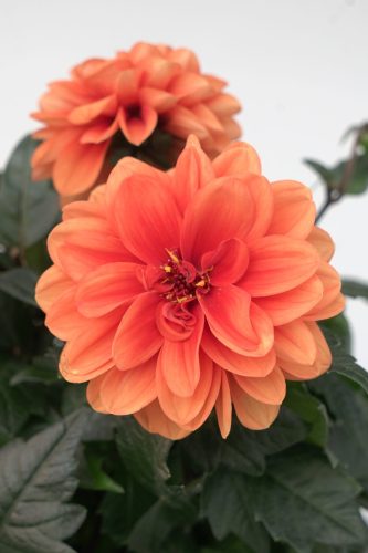 City Lights Apricot Glow Dahlia
Selecta 2025
Vegetative
Photo: Selecta One EU 08.2025
Dahlia_Dalaya_Meena_Ajala_12563 (1).jpg