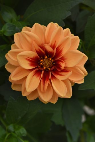 Dalaya Apricot+Red Eye Dahlia
Color Code: 186c, 135c
Selecta 2025, #12140
Bloom, Vegetative
05.23 West Chicago, Mark Widhalm
Job: 23498601
DAH-12140.JPG
DAH23-30938.JPG