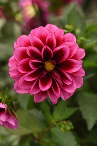 Dalaya Cranberry Dahlia
Color Code: 207c, 238c
Selecta 2026, #12695
Bloom, Vegetative
05.09.24 West Chicago, Mark Widhalm
Job: 24643245
DAH-12695.JPG
DAH24-32026.JPG