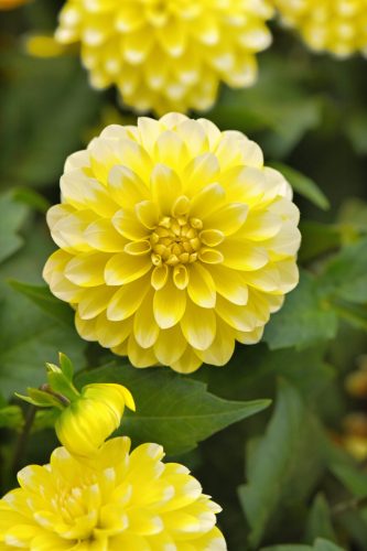 Dalaya Yellow Lace Dahlia
Color Code: 102c, White
Selecta 2026, #12740
Bloom, Vegetative
05.09.24 West Chicago, Mark Widhalm
Job: 24643245
DAH-12740.JPG
DAH24-32033_CC.JPG