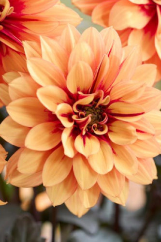 Dahlia Labella Grande Chocolat Amber