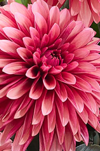 Dahlia Labella Grande Chocolat Apricot