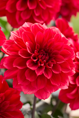 Dahlia Labella Grande Chocolat Red