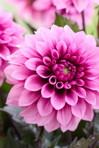 Dahlia Labella Grande Chocolat Rose