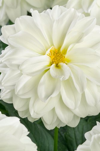 Dahlia Labella Maggiore White impr