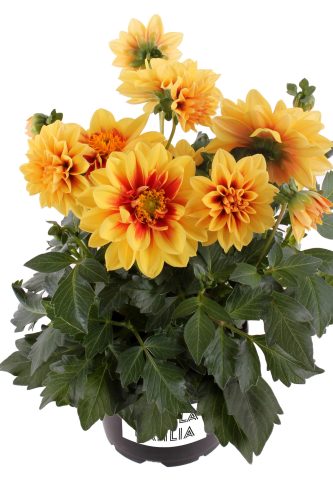 Dahlia Labella Medio Fun Golden Eye