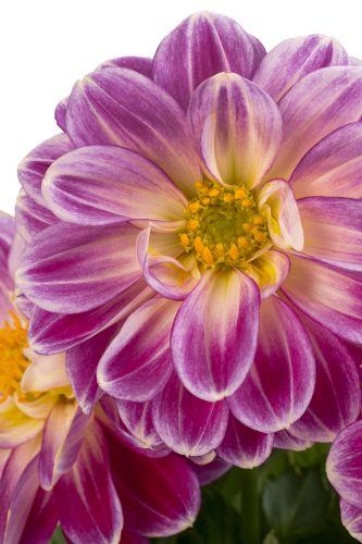 Dahlia Labella Medio Fun Pink Flame