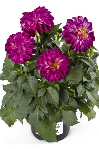 Dahlia Labella Medio Fun Violet Flame