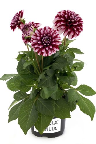 Dahlia Labella Medio Maroon Frost