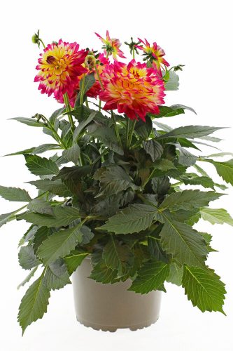 Dahlia Maggiore Fun Pomegrenate