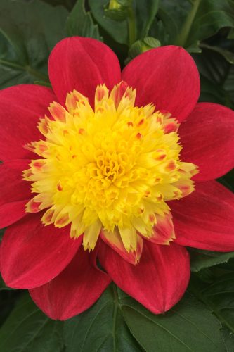 Venti FireBurst Dahlia
Selecta 2026
Photo: Selecta Europe 06.2024
Dalaya_Maxi_RedYellowAnemone_12769.jpg
DAH24-32309_AL_CC.jpg