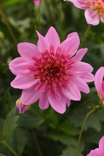 Venti PinkBurst Dahlia
Color Code: 245c, 2395c
Selecta 2026, #12710
Bloom, Vegetative
05.09.24 West Chicago, Mark Widhalm
Job: 24643245
DAH-12710.JPG
DAH24-32027.JPG