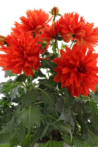Dahlias Labella Maggiore Elmo Ruffles